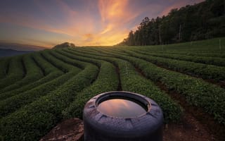 Картинка чайная плантация, природа, вечер, сумерки, закат, заход