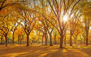 Картинка осень, осенние, время года, сезоны, сезонные, лес, деревья, дерево, природа, парк, солнце