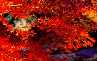Картинка багрянец, осень, листья, ветки, клен, дерево