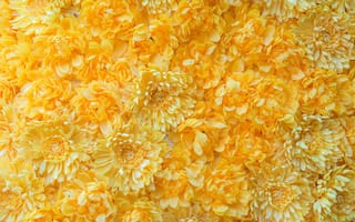 Картинка хризантема, цветок, цветущий, цветы, растение, растения, цветочный, желтый