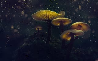 Картинка гриб, природа, свечение, ночь, темнота