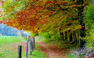 Картинка осень, осенние, время года, сезоны, сезонные, дерево, лист, листья, листва, тропинка, тропа, парк, природа