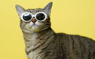 Картинка кот, кошки, кошка, кошачьи, домашние, животные, очки