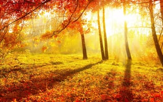 Картинка осень, осенние, время года, сезоны, сезонные, лес, деревья, дерево, природа, парк, лист, листья, листва