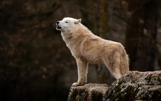 Картинка волк, дикий, хищник, животное, животные, природа, скала, ночь, темнота, белый