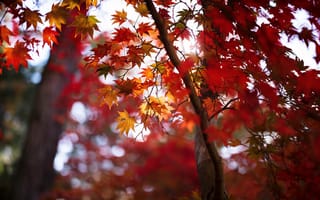 Картинка кленовый лист, лист, клен, осень, осенние, время года, сезоны, сезонные, листья, листва, дерево
