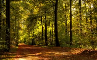 Картинка природа, листва, дорога, деревья, осень