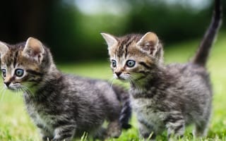 Картинка котенок, кот, маленький, кошки, кошка, кошачьи, домашние, животные, полосатый