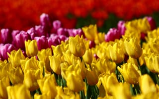 Картинка тюльпан, цветок, цветы, растение, растения, цветочный, весна