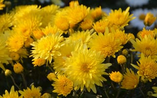 Картинка хризантема, цветок, цветы, растение, растения, цветочный, желтый