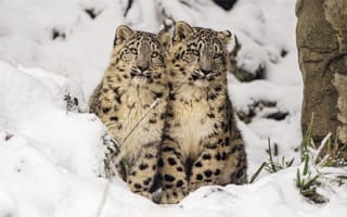 Картинка снежный барс, барс, ирбис, пятнистый, дикие кошки, дикий, кошки, большие кошки, большая кошка, хищник, животные, детеныш, маленький, снег, зима
