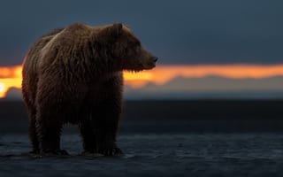 Картинка медведь, животные, животное, природа, вечер, закат, заход