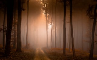 Картинка лес, деревья, дерево, природа, вечер, закат, заход, сумерки, туман, дымка, осень