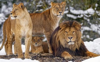 Картинка лев, дикие кошки, дикий, кошки, большие кошки, большая кошка, хищник, животные, львица, зима, снег