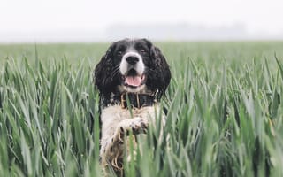 Картинка собаки, собака, пес, животное, животные, питомец, поле, трава