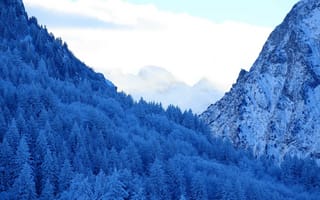 Картинка гора, природа, лес, деревья, дерево, снег, зима