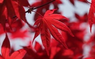 Картинка осень, осенние, время года, сезоны, сезонные, кленовый лист, лист, клен, листья, листва, красный