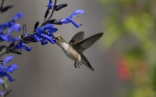 Обои колибри, нектар, синие, птица, цветы