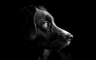 Картинка собаки, собака, пес, животное, животные, питомец, черный, amoled, амолед