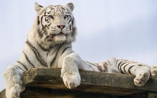 Картинка тигр, полосатый, дикие кошки, дикий, кошки, большие кошки, большая кошка, хищник, животные, белый