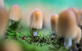 Картинка гриб, природа, мох, макро, крупный план