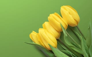 Картинка тюльпан, цветок, цветы, растение, растения, цветочный, желтый
