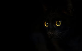 Картинка кот, кошки, кошка, кошачьи, домашние, животные, глаз, amoled, амолед, черный, ночь, темнота