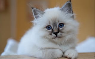 Картинка котенок, кот, маленький, кошки, кошка, кошачьи, домашние, животные, белый, пушистый