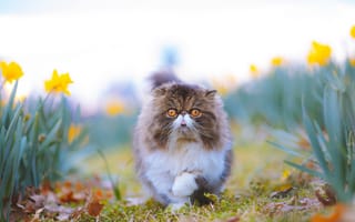 Картинка кот, кошки, кошка, кошачьи, домашние, животные, персидская кошка, персидская, перс, порода, пушистый, цветок, тюльпан