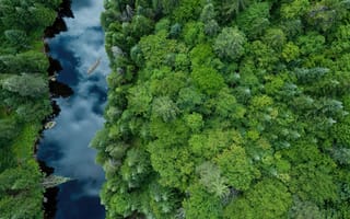 Картинка природа, лес, деревья, дерево, река, сверху, c воздуха, аэросъемка, с дрона