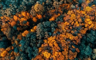 Картинка природа, лес, деревья, дерево, осень, сверху, c воздуха, аэросъемка, с дрона