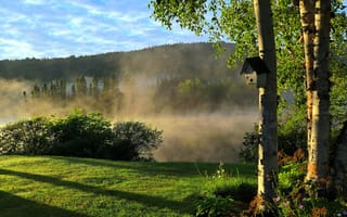 Картинка природа, дерево, утро, утренний, туман, дымка, лето