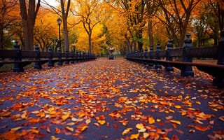 Картинка осень, осенние, время года, сезоны, сезонные, парк, природа, лист, листья, листва