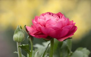 Картинка ranunculus, цветок, розовый, бутон, стебель, лютик, лепестки