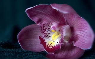 Обои орхидеи, лепестки, цветок