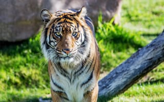 Картинка тигр, хищник, суматранский