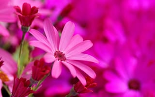 Картинка цинерария, розовые, яркие, Senecio-Cruentus, цветы