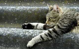 Картинка кот, животное, отдыхает, ступеньки, лежит, лапки