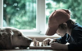 Картинка малчик, настроение, собака, шахматы