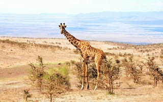 Обои жирафа, Африка, природа
