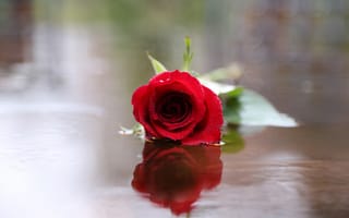 Картинка вода, отражение, цветок, красная, роза, блики