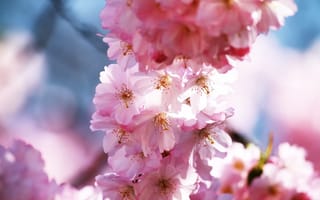 Обои цветение, лепестки, вишня, цветы, розовые, сакура, весна, макро, ветви