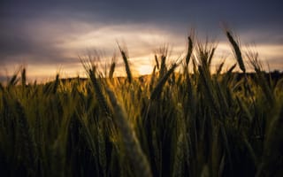 Картинка закат, стебли, початок кукурузы, пшеница, серые облака, поле пшеницы, поле