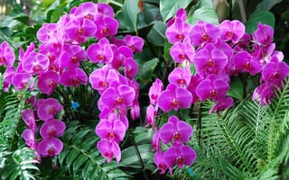 Картинка орхидеи, листья, экзотика