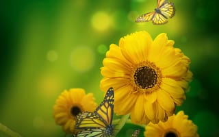 Картинка цветы, зеленый фон, бабочки, блики, желтые