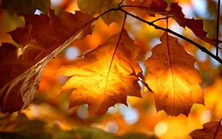 Картинка природа, свет, листва, осень