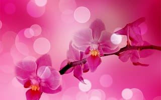 Картинка ветка, блики, орхидеи, розовые