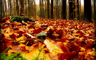 Обои природа, лес, осень, листва