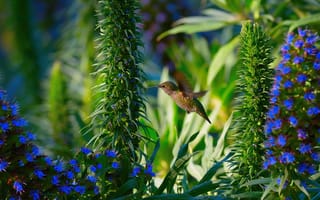 Картинка Hummingbird, Garden, природа