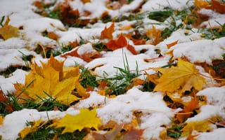 Картинка осень, листья, природа, снег